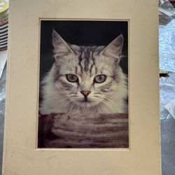 8x10 Cat Photo In a White Matte Frame 