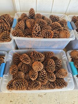 Large Pine Cones