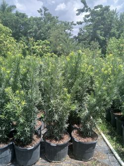 Podocarpus Hedges 7gl $19🌱