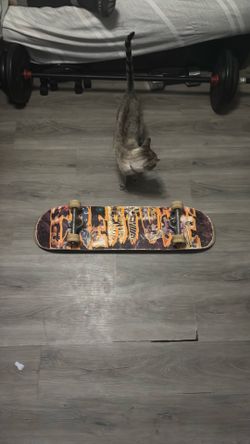 Creature slick bottom complete with spitfire wheels and reds super bearings