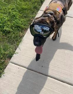 Rex spec style dog goggles