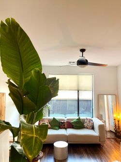 Beautiful Couch