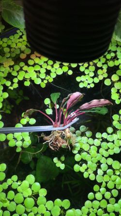 Bucephalandra Pink Lady