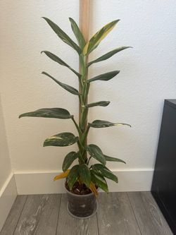 Monstera Standleyana 'Aurea'