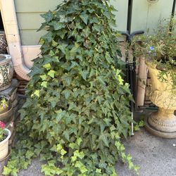 Ivy Topiary Plant