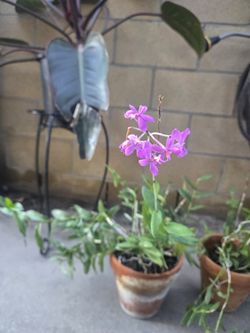 Epidendrum Orchids