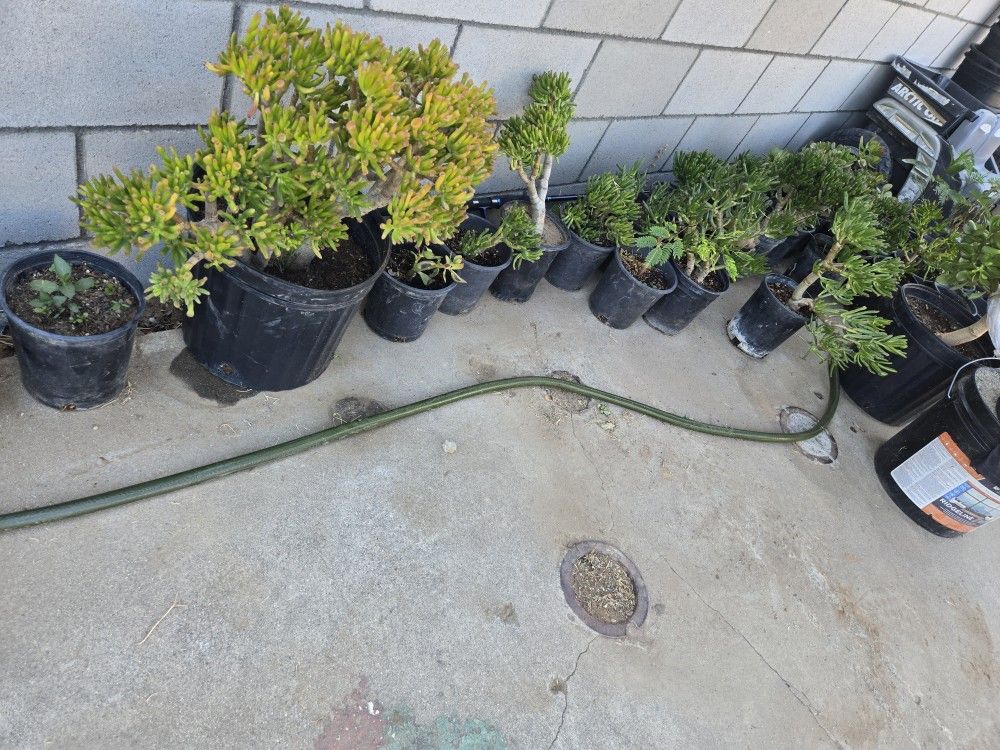 Jade Plants