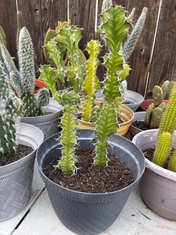 Cactus plant