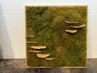 Large Preserved Moss Wall Art with Mushrooms