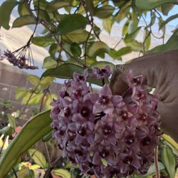 Hoya Plant 1st Picture Is The Flower 