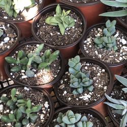 Succulents $2 And $3