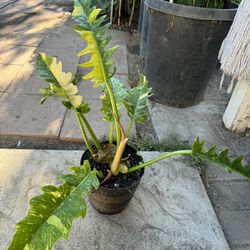 Philodendron Fire Ring