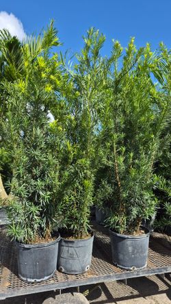Podocarpus Plants 5 feet Tall. Instant privacy