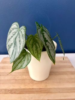 Philodendron Brandtianum Silver Leaf Plant