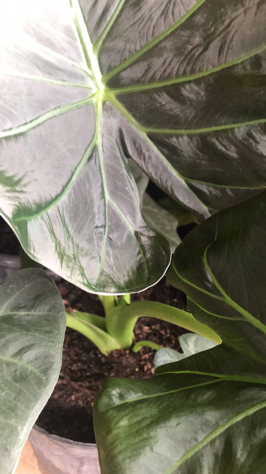 Hermosa Planta De Alocasia !
