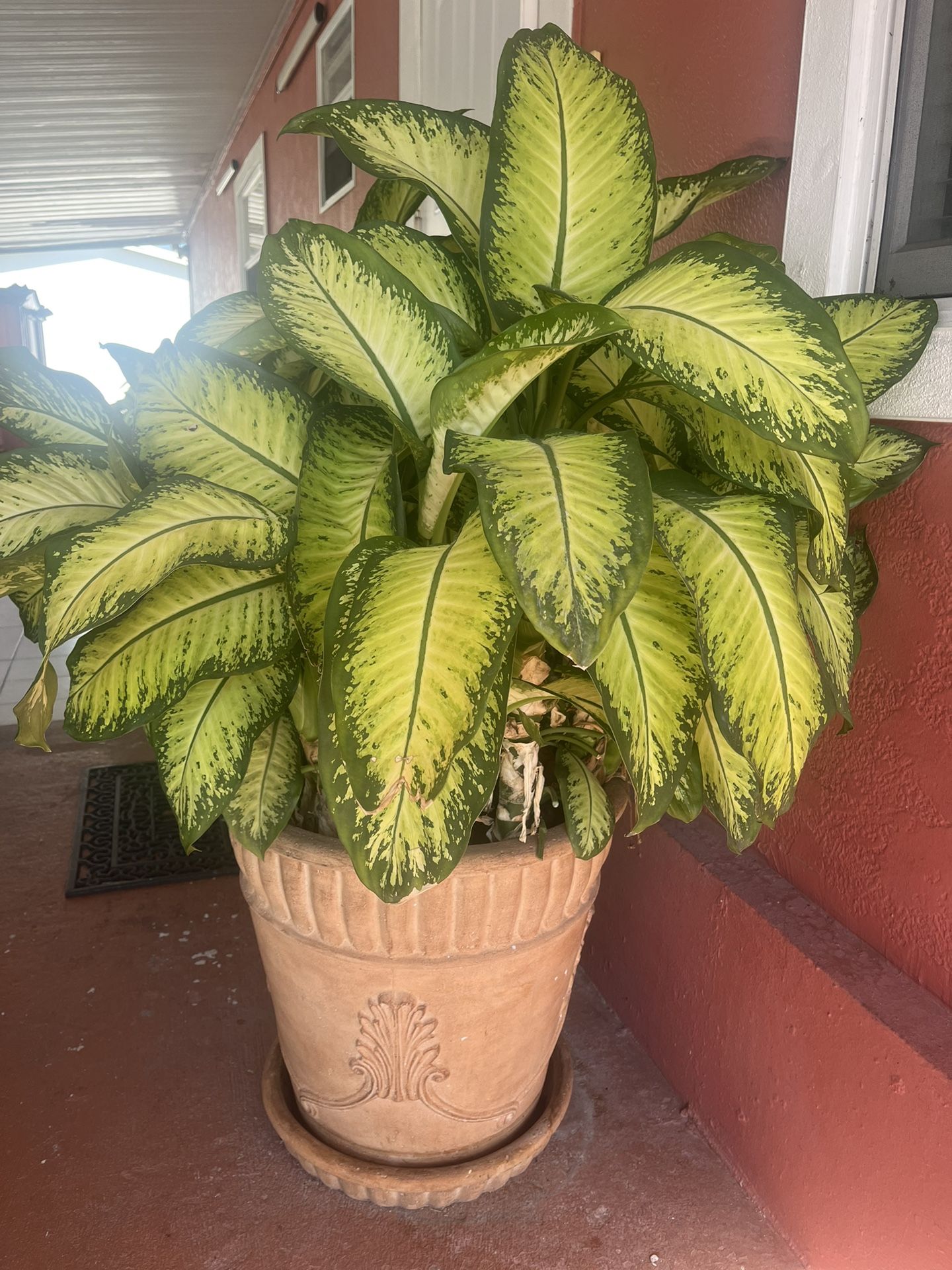 Maceteros Y Planta