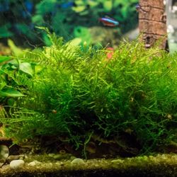 Java Moss Aquarium Plant