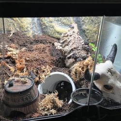 Looking To Sell Terrarium 