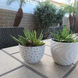 Set Of Polka Dot & White Wave Print Garden Pots With Succulents 