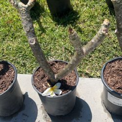 Plumerias