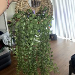 House plant wall decor living room modern