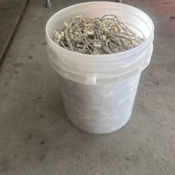Bucket Of Xmas Lights 