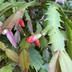 Christmas/holiday Cactus 