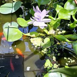 Water Hyancinth $1.50 each or 4/$5