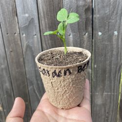Seedlings Plant starters 