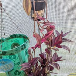 Wandering Plant Start (Tradescantia Zebrina)