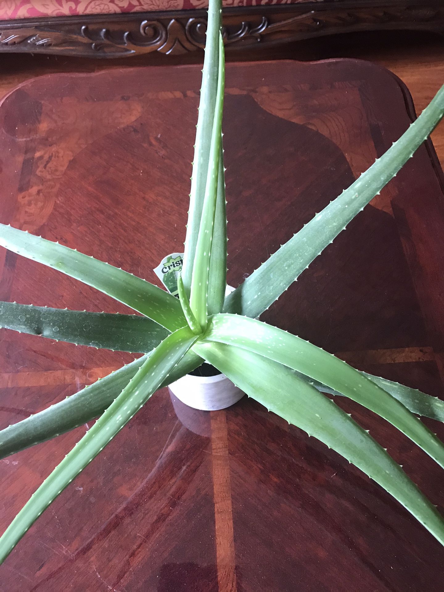 Big super healthy aloe plant