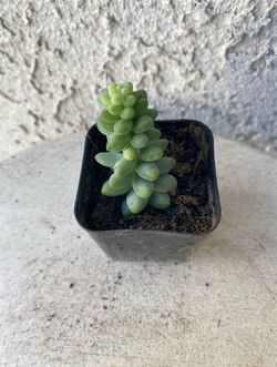 2 Inch Pot Succulent Plant - Sedum Morganianum - Burrito Donkey Tail  - Rooted & Established - Drought Resistant 🪴 Great Baby Shower or Wedding Favor
