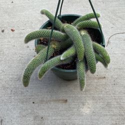 8” monkey tail cactus
