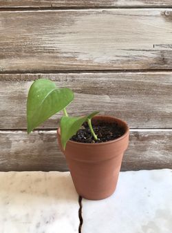 Philodendron cordatum