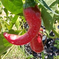 Peppers
