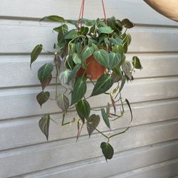 6” Micans Philodendron Full And Trailing