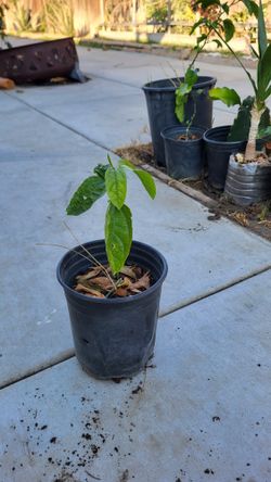 Pomegranate Plant