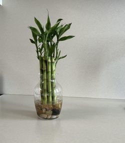 Lucky Bamboo Plants Live Indoor (10 Stalks, 4 Inch)- for Positive Energy
