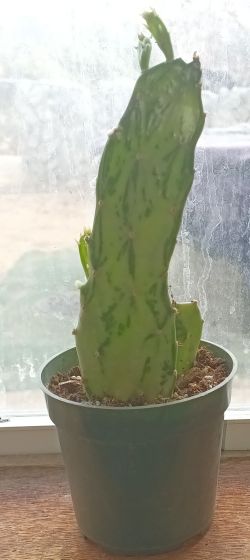 Optunia Cactus 6"