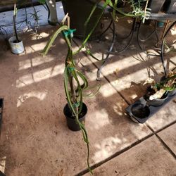 Dragon Fruit Plant Red