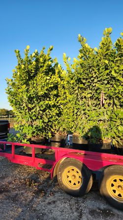 Huge Clusias About 8 Feet Tall For Just $200 Instant Privacy Plants Green Fencing Privacy Hedges 