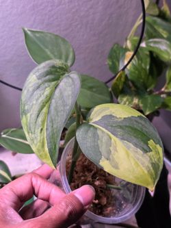 Scindapsus Jade Satin Variegated