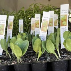 $7.00 each six pack Matas de chiles y vegetales diferentes variedades 🌶🍅🥒🪴🫑🧅/ Chili’s & veggie