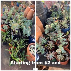 Plants