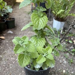 Planta De Vaporub 