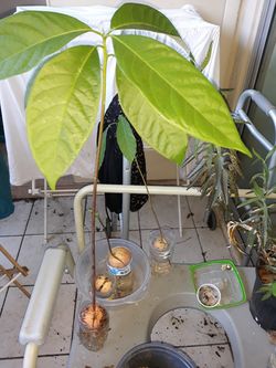 Baby avocado tree