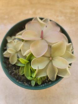 Carnivorous Plants Butterworts & Pinguicula