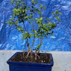 Bonsai Chinese Elm Multiple Trunk $40
