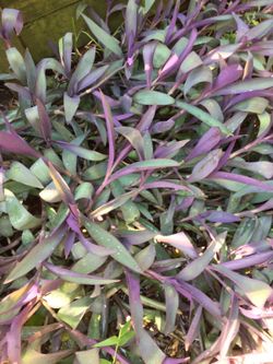 Wondering Jew Purple W/small lavender flower