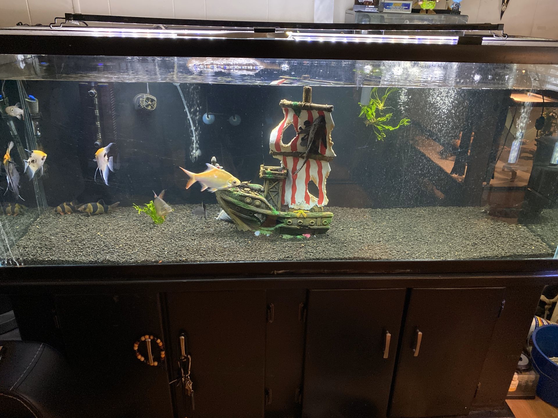 100 gal glass fish tank and stand